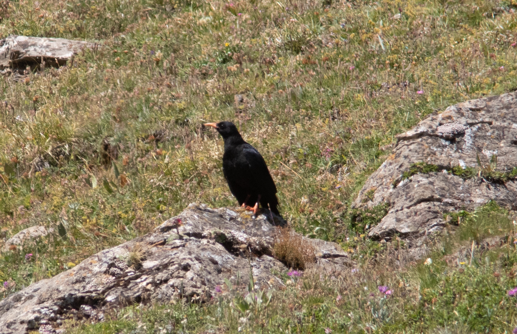 Miniature